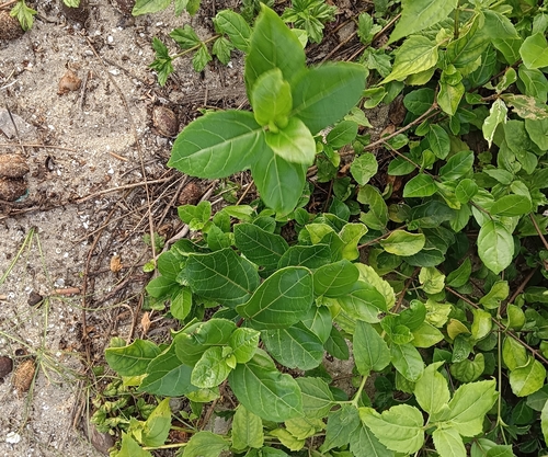 Premna serratifolia