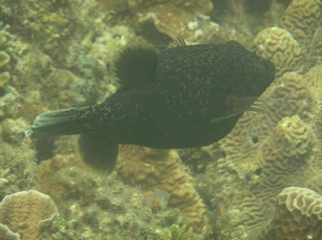 Blackspotted puffer