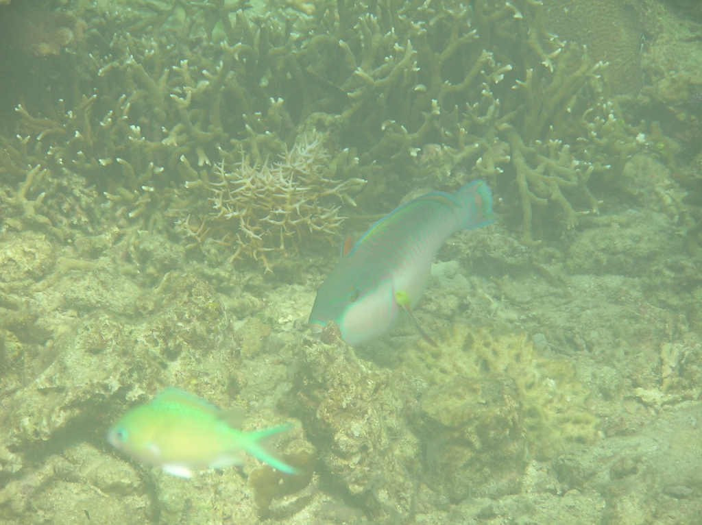Black-tip Parrotfish