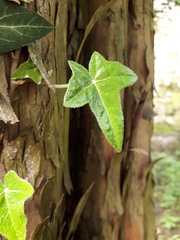 Hedera helix