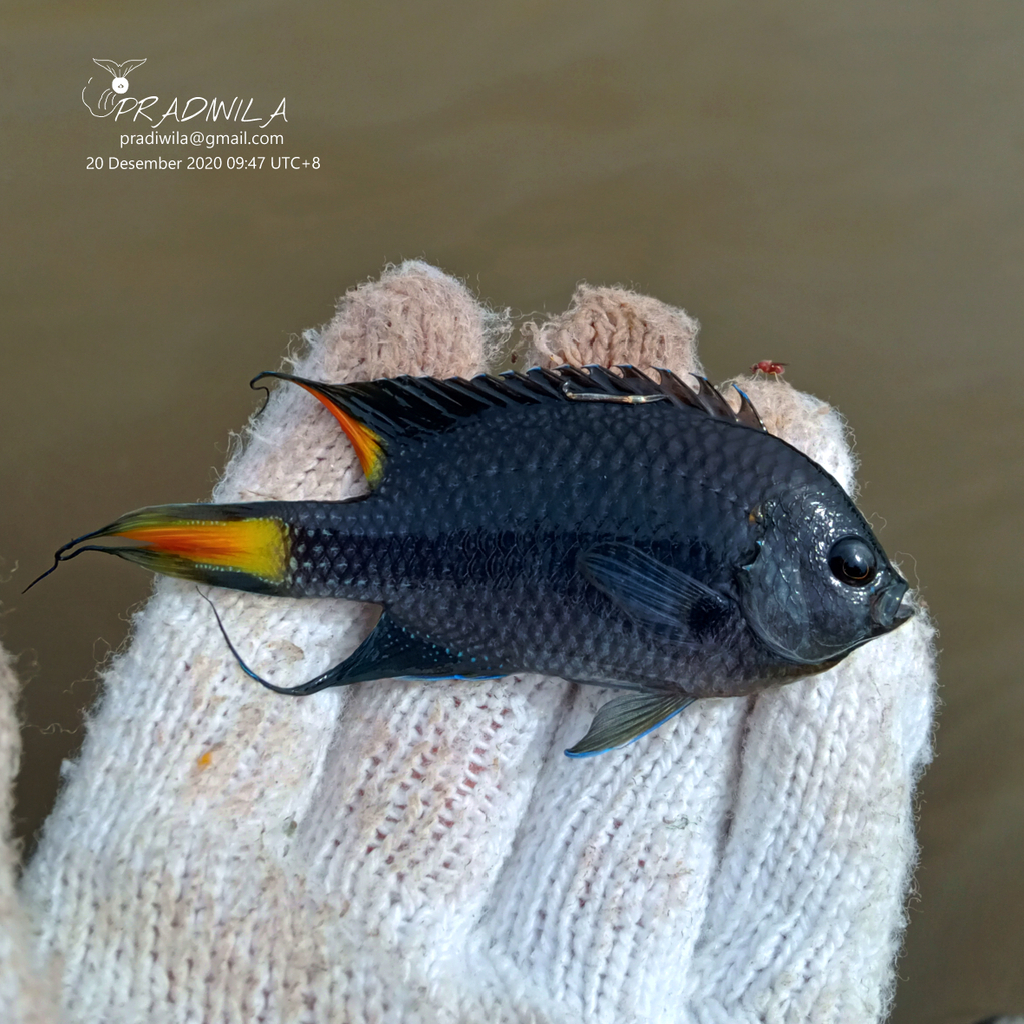 Freshwater Damselfish