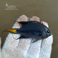 Freshwater Damselfish photo 1