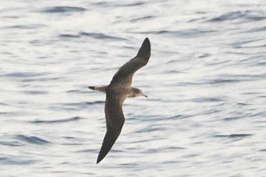 Cape Verde Shearwater (Calonectris edwardsii), photo 3