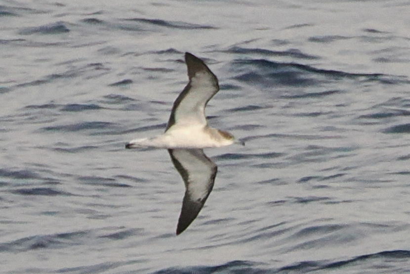 Cape Verde Shearwater (Calonectris edwardsii), photo 4