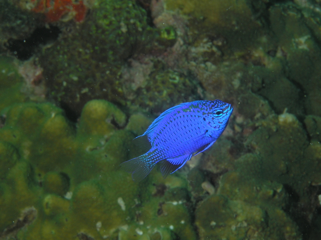 Springer's Damselfish