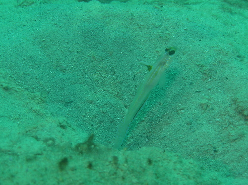 Vanderhorstia nobilis
