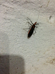 Repipta fuscipes