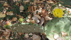 Opuntia