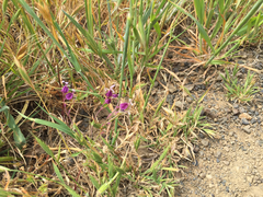 Streptanthus glandulosus pulchellus