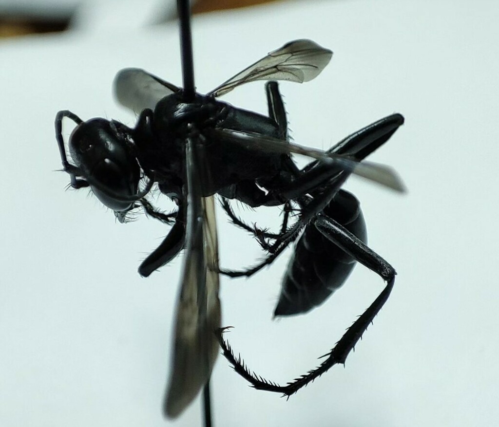 Podalonia ebenina