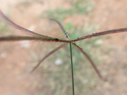 Spider Web Chloris
