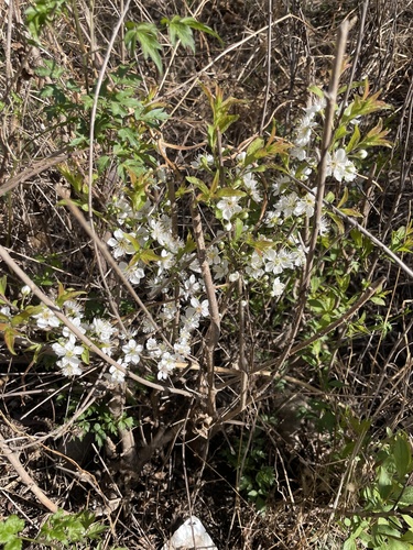 Prunus humilis, photograph 2