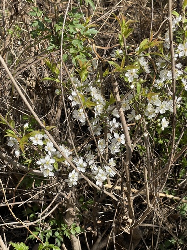 Prunus humilis