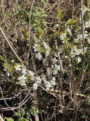 Prunus humilis
