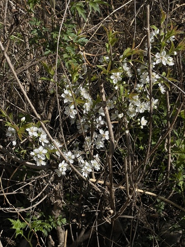 Prunus humilis, photograph 4