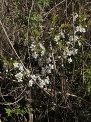Prunus humilis, photograph Jane Charlen, CC BY, iNaturalist via GBIF