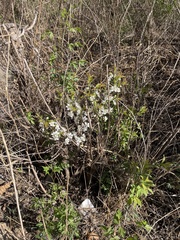 Prunus humilis, photograph Jane Charlen, CC BY, iNaturalist via GBIF