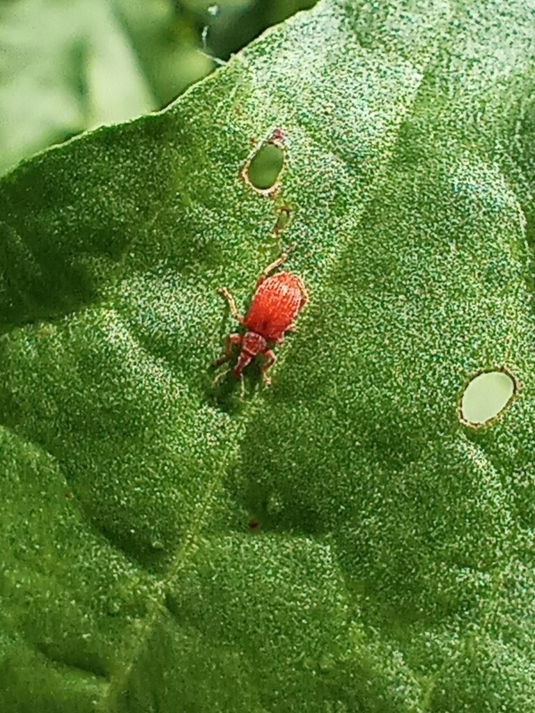 Apion from Юнусабадский район, Ташкент, Ташкентская область, Узбекистан ...