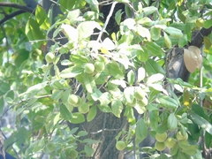 Melicoccus oliviformis