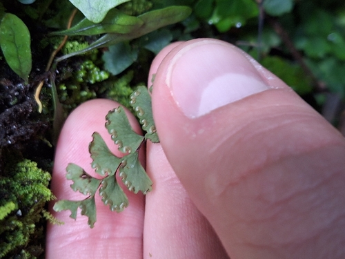 Image of Adiantum diaphanum by (c) Joe Dillon, some rights reserved (CC BY)