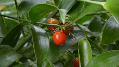 Danae racemosa