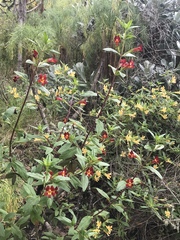 Diplacus parviflorus