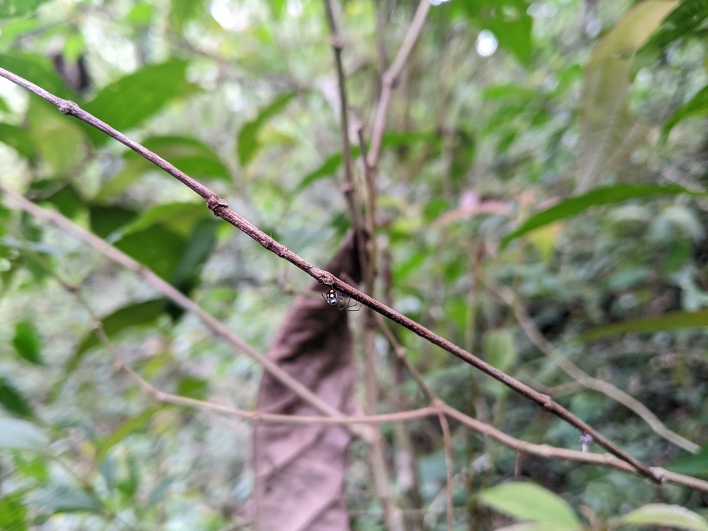 Leucauge crucinota