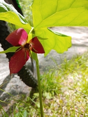 Trillium vaseyi