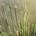 Rushes - Photo (c) Debra Vasquez, some rights reserved (CC BY-NC), uploaded by Debra Vasquez