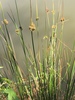 Rushes and Allies - Photo (c) Debra Vasquez, some rights reserved (CC BY-NC), uploaded by Debra Vasquez
