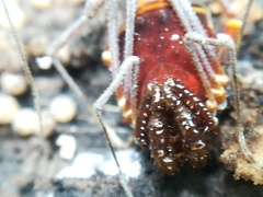 Cranaidae