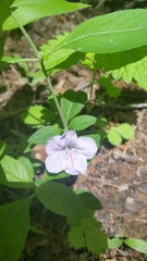 Ruellia purshiana