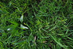 Rhinanthus minor