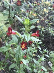 Diplacus parviflorus