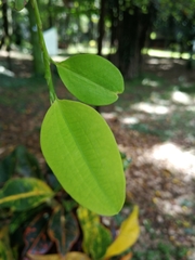 Erythroxylum coca