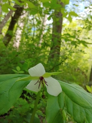 Trillium