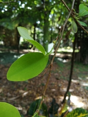 Erythroxylum coca