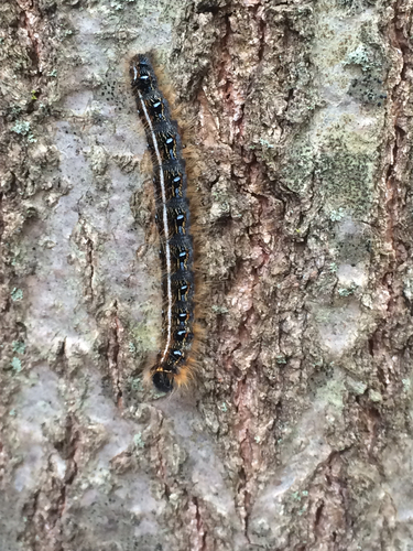 Eastern Tent Caterpillar Moth, photo 4 of 8