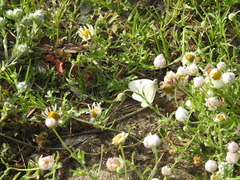 Melampodium leucanthum