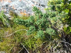 Asparagus stipulaceus