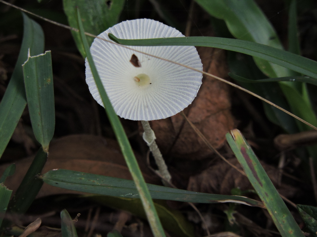 Leucocoprinus fragilissimus · April 2024 · photo: © bariza (iNaturalist, cc-by)