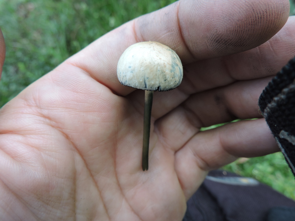 Panaeolus cyanescens · April 2024 · photo: © bariza (iNaturalist, cc-by)