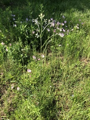 Hymenopappus artemisiifolius