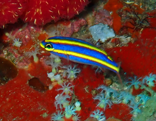 Yellowstripe whiptail (Pentapodus aureofasciatus) — Nemipteridae