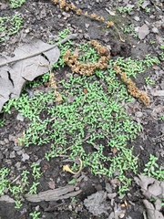 Callitriche terrestris