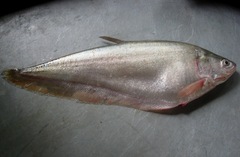 Asiatic Knifefish photo 2