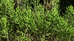 Veronica cupressoides