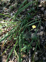 Hemizonia congesta lutescens