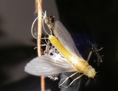 Ephemerella dorothea