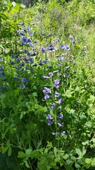 Baptisia australis aberrans